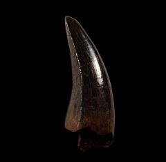Extra large Tyrannosaurus rex tooth for sale (T. Rex) | Buried Treasure Fossils