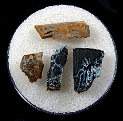 Real T. rex tooth for sale | Buried Treasure Fossils