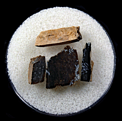 Real T. rex tooth for sale | Buried Treasure Fossils