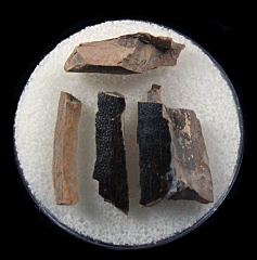 Tyrannosaurus tooth section for sale | Buried Treasure Fossils