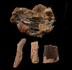 Real T. rex tooth for sale | Buried Treasure Fossils