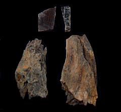 Real T. rex tooth for sale | Buried Treasure Fossils
