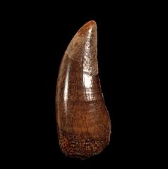 Albertosaurus tooth for sale | Buried Treasure Fossils