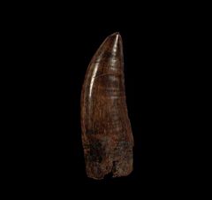 Albertosaurus premax tooth for sale | Buried Treasure Fossils