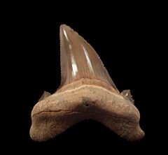 Rare Egyptian Otodus sokolovi for sale | Buried Treasure Fossils