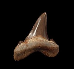 Otodus sokolovi from Egypt | Buried Treasure Fossils