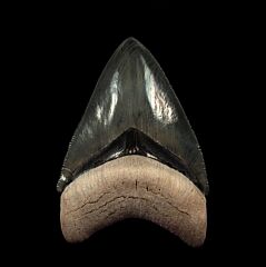 Bone Valley Megalodon tooth for sale | Buried Treasure Fossils