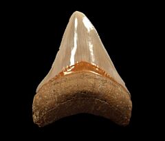 Otodus megalodon - Bone Valley