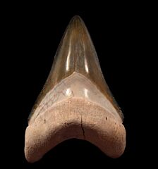 GEM Bone Valley Megalodon tooth for sale | Buried Treasure Fossils