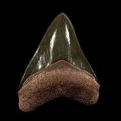 Best  Bone Valley Megalodon tooth for sale | Buried Treasure Fossils