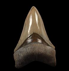 Carcharocles megalodon