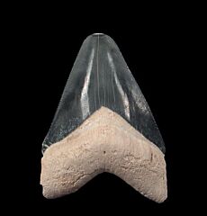 Black Bone Valley Florida Megalodon tooth for sale | Buried Treasure Fossils