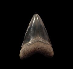 Florida Meg tooth for sale | Buried Treasure Fossils
