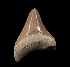 Two tone gray Bone Valley Florida Megalodon tooth for sale | Buried Treasure Fossils