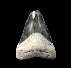 Bone Valley Megalodon tooth for sale | Buried Treasure Fossils