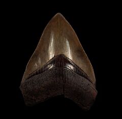 Myakka River Megalodon tooth for sale | Buried Treasure Fossils