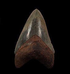 Dark gray Bone Valley Megalodon tooth for sale | Buried Treasure Fossils