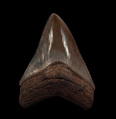 Real Horse Creek Megalodon tooth for sale | Buried Treasure Fossils