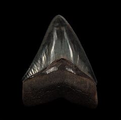 Black Horse Creek Megalodon tooth for sale | Buried Treasure Fossils