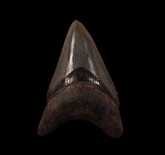 Cheap Horse Creek Megalodon tooth for sale | Buried Treasure Fossils