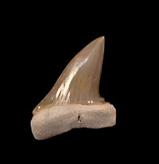 Extra Large Bone Valley Mako shark tooth for sale | Buried Treasure Fossils