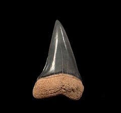 Golden Beach Mako shark tooth for sale | Buried Treasure Fossils
