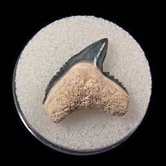 Colorful Tiger shark tooth for sale | Buried Treasure Fossils