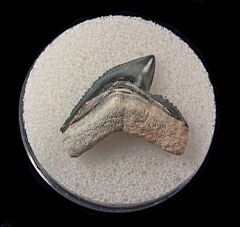 Colorful Bone Valley Tiger shark tooth for sale | Buried Treasure Fossils