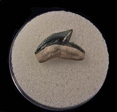 Colorful Florida Galeocerdo cuvier tooth for sale | Buried Treasure Fossils