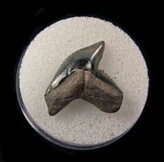 Venice Bone Valley Tiger shark tooth for sale | Buried Treasure Fossils