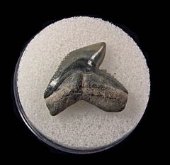 Venice Florida Tiger shark tooth for sale | Buried Treasure Fossils