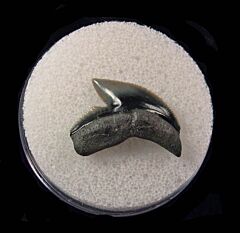 Real Venice Bone Valley Tiger shark tooth for sale | Buried Treasure Fossils