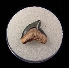 Florida Galeocerdo mayumbensis tooth for sale | Buried Treasure Fossils