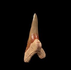 Bone Valley Hemipristis shark tooth for sale | Buried Treasure Fossils