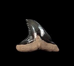 Florida Hemipristis shark tooth for sale | Buried Treasure Fossils 
