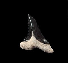 Real Bone Valley Hemipristis tooth for sale | Buried Treasure Fossils