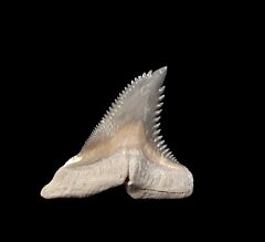 Florida Bone Valley Hemipristis tooth for sale | Buried Treasure Fossils