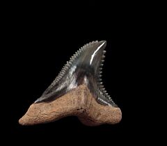 Florida Bone Valley Hemipristis tooth for sale | Buried Treasure Fossils