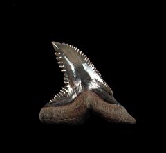 Golden Beach Bone Valley Hemipristis serra tooth for sale | Buried Treasure Fossils