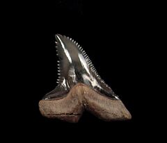 Venice Beach Hemipristis tooth for sale | Buried Treasure Fossils