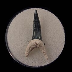Colorful Bone Valley Sand Tiger shark tooth for sale | Buried Treasure Fossils