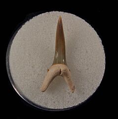 Real Bone Valley Sand Tiger shark tooth for sale | Buried Treasure Fossils