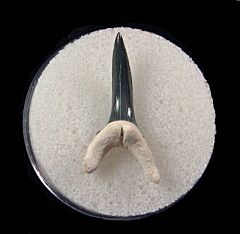 Florida Bone Valley Sand Tiger shark tooth for sale | Buried Treasure Fossils