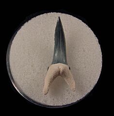 Bone Valley Sand Tiger shark tooth for sale | Buried Treasure Fossils