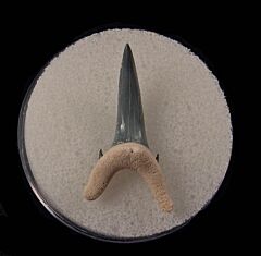 Colorful Florida Carcharhinus taurus tooth for sale | Buried Treasure Fossils