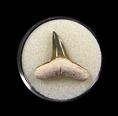 Colorful Lemon shark tooth for sale | Buried Treasure Fossils