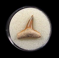 Florida Bone Valley Lemon shark tooth for sale | Buried Treasure Fossils