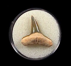 Bone Valley Lemon shark tooth for sale | Buried Treasure Fossils