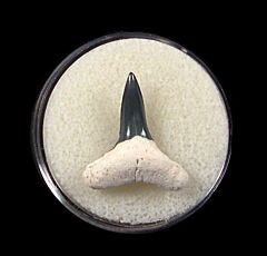 Real Florida Negaprion brevirotris tooth for sale | Buried Treasure Fossils