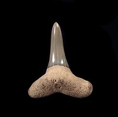 Negaprion brevirotris, the Lemon shark tooth from Polk Co., Florida